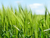 宿州埇桥经济开发45362平方米工业用地转让